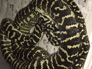 Zebra Jungle Carpet Python
