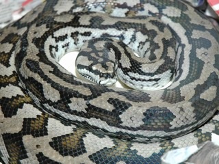 Julatten Jungle Carpet Python