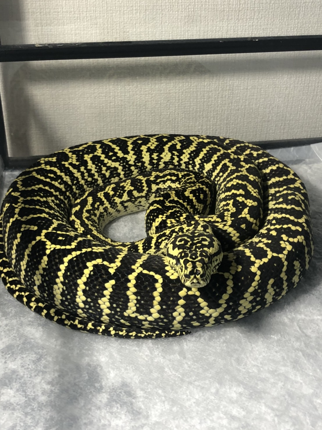 Zebra Jungle Carpet Python