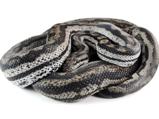 Striped Inland carpet python