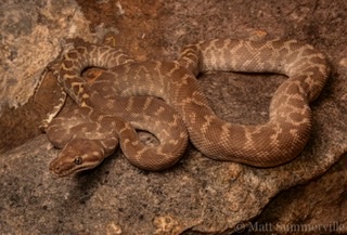 Rough-scaled python