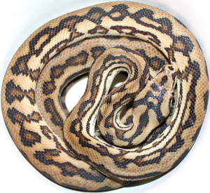 Papuan carpet python (Nova)