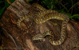 Darwin carpet python