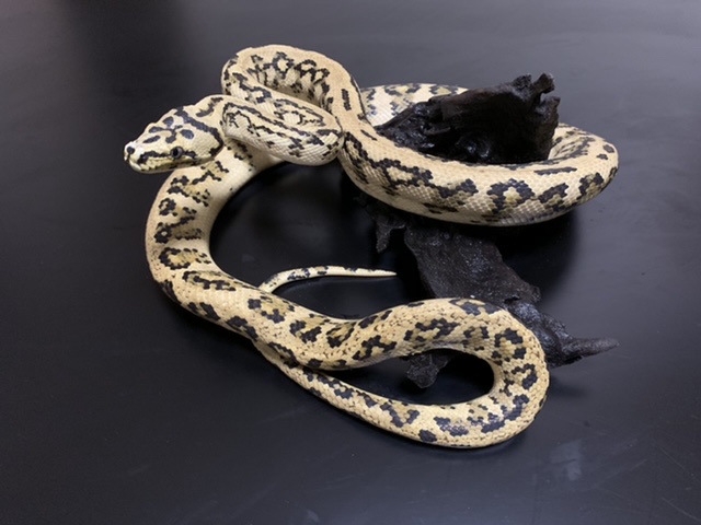 Caramel Ocelot Jaguar carpet python